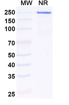 IL11RA Human Monoclonal Antibody