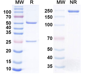 EGFR/ERBB1/HER1 & CD16a/FCGR3A Human Monoclonal Antibody