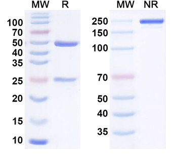 CDH17/Cadherin-17 Human Monoclonal Antibody