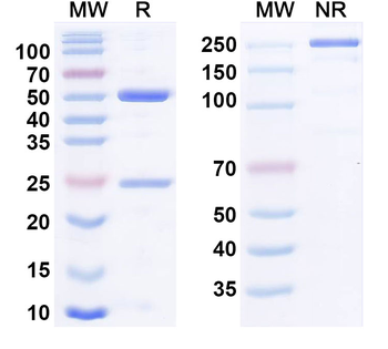TNFa/TNF-alpha Human Monoclonal Antibody