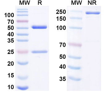 CD240D/RHD Human Monoclonal Antibody