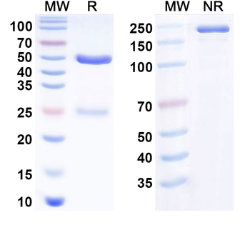 IL6/IFNb2 Human Monoclonal Antibody