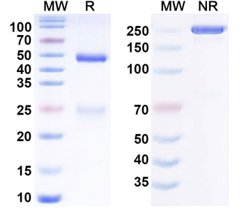 CD167a/DDR1 Human Monoclonal Antibody