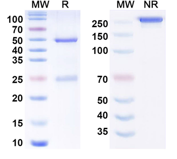 BACE-1 Human Antibody
