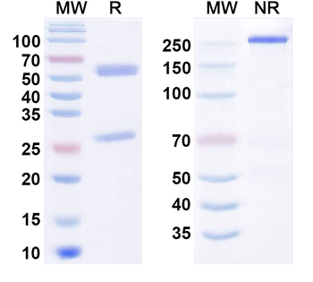F2RL1/PAR-2 Human Monoclonal Antibody