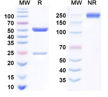 DLK1 Human Monoclonal Antibody