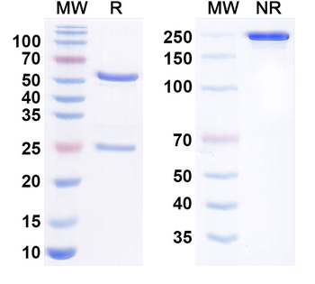 CD228/MELTF Human Monoclonal Antibody