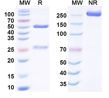 ACVR1/ALK-2 Human Monoclonal Antibody