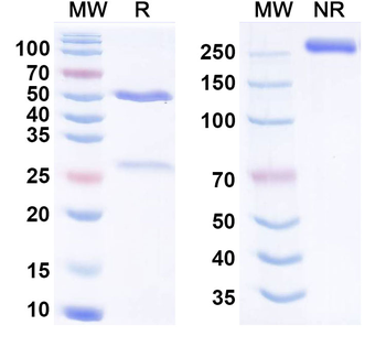 CFB Mouse Monoclonal Antibody