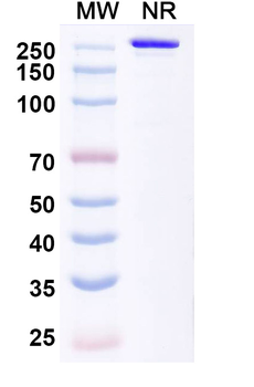Human Claudin-18.2 Reference Antibody (Tecotabart, RUO)