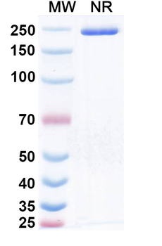 Obrixtamig Monoclonal Antibody
