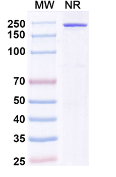 Zubotamig Chimeric Monoclonal Antibody