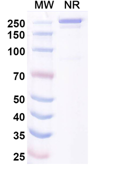 Dalmitamig Human Monoclonal Antibody