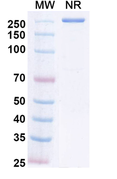Crebankitug Human Monoclonal Antibody