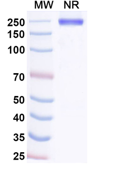 Adakitug Human Monoclonal Antibody