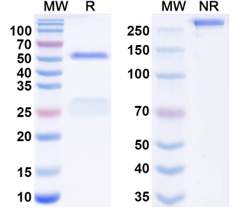 SIGLEC10/SLG2 Human Monoclonal Antibody