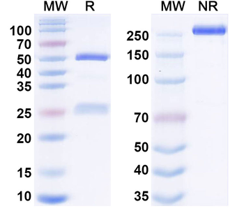 MMP14 Human Monoclonal Antibody