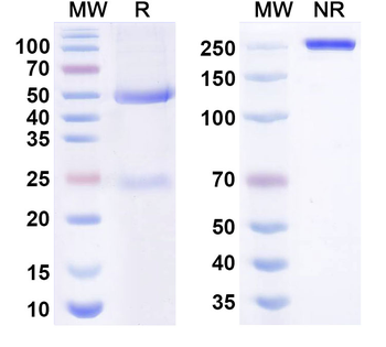 LTBR/TNFR-III Human Monoclonal Antibody