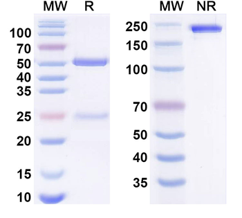 CD123/IL3RA Human Monoclonal Antibody