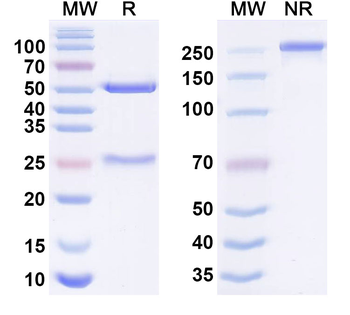 BCMA & CD3E Human Monoclonal Antibody