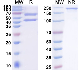 Efercoleukin Alfa Monoclonal Antibody