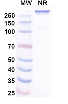 Xirestomig Human Monoclonal Antibody