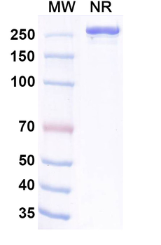 Lancastotug Human Monoclonal Antibody