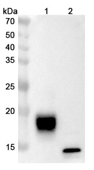 Lancastotug Human Monoclonal Antibody