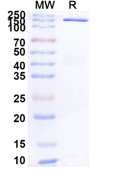 Galvokimig Human Monoclonal Antibody