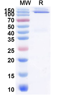 Donzakimig Human Monoclonal Antibody