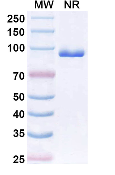CX3CR1 Monoclonal Antibody