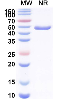 CX3CR1 & Albumin Monoclonal Antibody