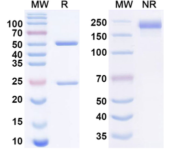 CD156b/ADAM17 Human Monoclonal Antibody