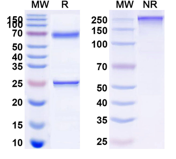 Epratuzumab Human Monoclonal Antibody