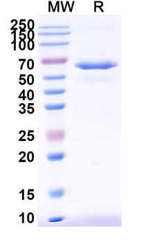 CD262/TNFRSF10B/DR5 Monoclonal Antibody