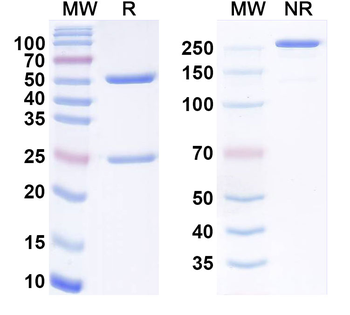 CD329/SIGLEC9 Mouse Monoclonal Antibody
