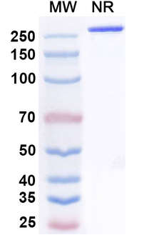 NKG2D/CD314 Human Antibody