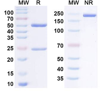 MICA/MICB Human Monoclonal Antibody