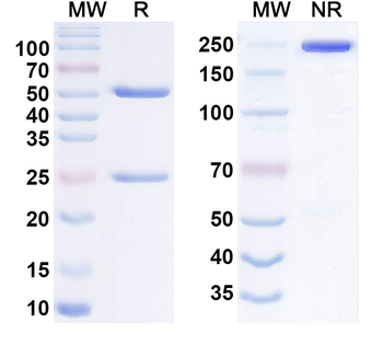CD124/IL4R/IL-4Rα Human Monoclonal Antibody