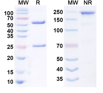 CD228/MELTF Human Monoclonal Antibody