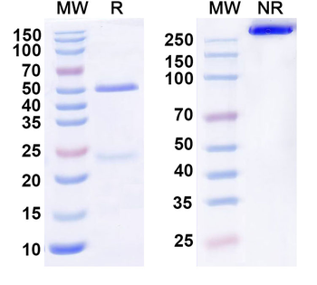IL22RA1 Human Monoclonal Antibody