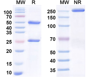 CEACAM7 Human Monoclonal Antibody
