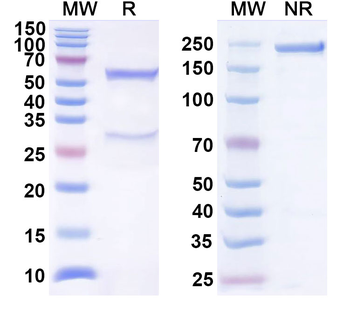 CD272/BTLA Human Monoclonal Antibody
