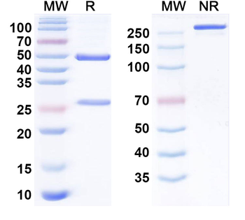 SARS-CoV-2 RBD Human Monoclonal Antibody