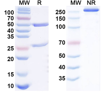 CD319/SLAMF7 Human Monoclonal Antibody