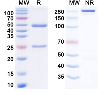 VSIR/VISTA Human Monoclonal Antibody