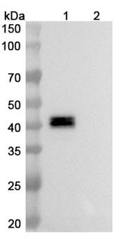 Vonsetamig Human Monoclonal Antibody