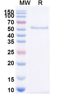 Acimtamig Human Monoclonal Antibody