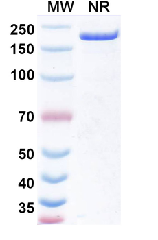 Obertamig Human Monoclonal Antibody