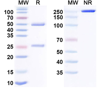 Verzistobart Human Monoclonal Antibody